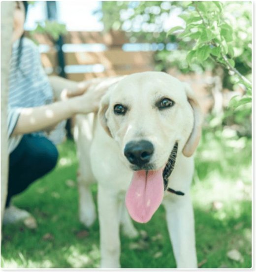庭で撫でられる犬