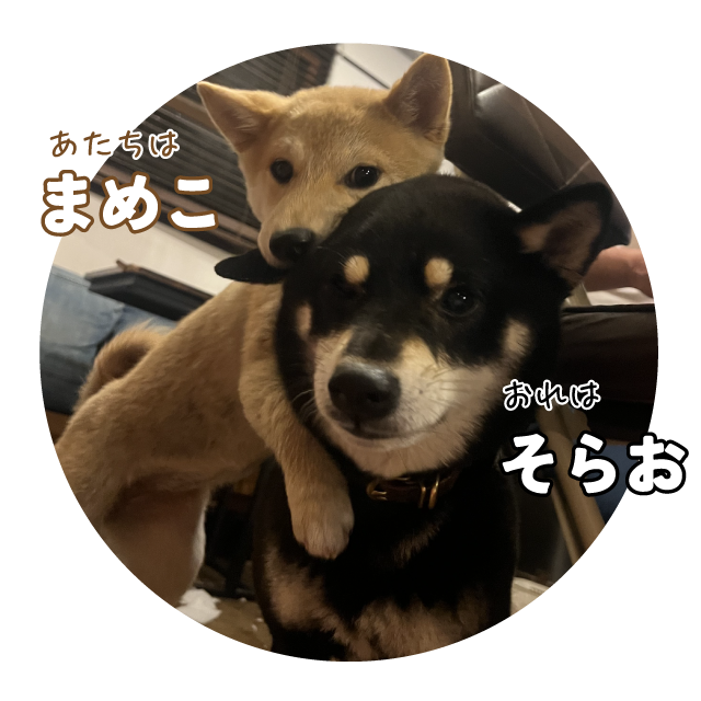 愛犬そらおとまめこ