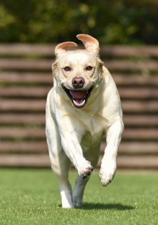 ドッグランを走り回る犬