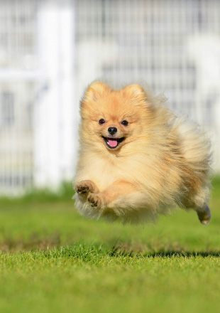 ドッグランを走り回る犬