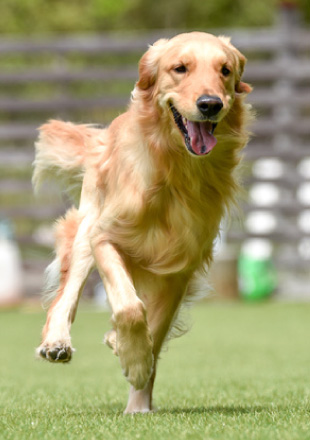 ドッグランを走り回る犬