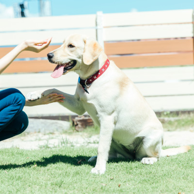 お客様のお喜びの声