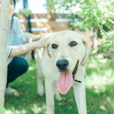 お客様のお喜びの声