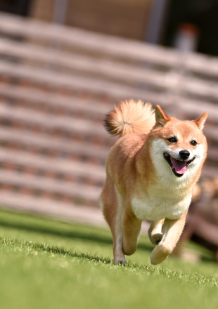 ドッグランを走り回る犬