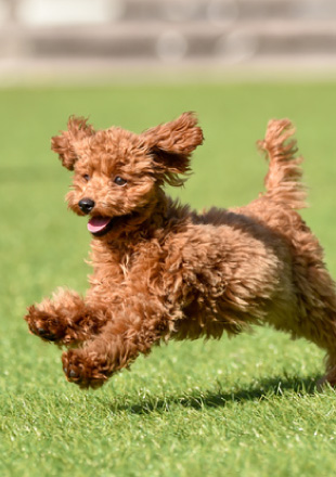 ドッグランを走り回る犬