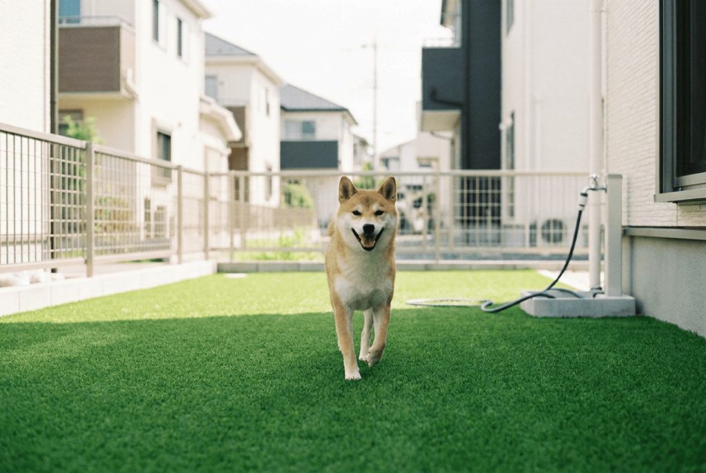 大阪・北摂の庭で人工芝を走る犬