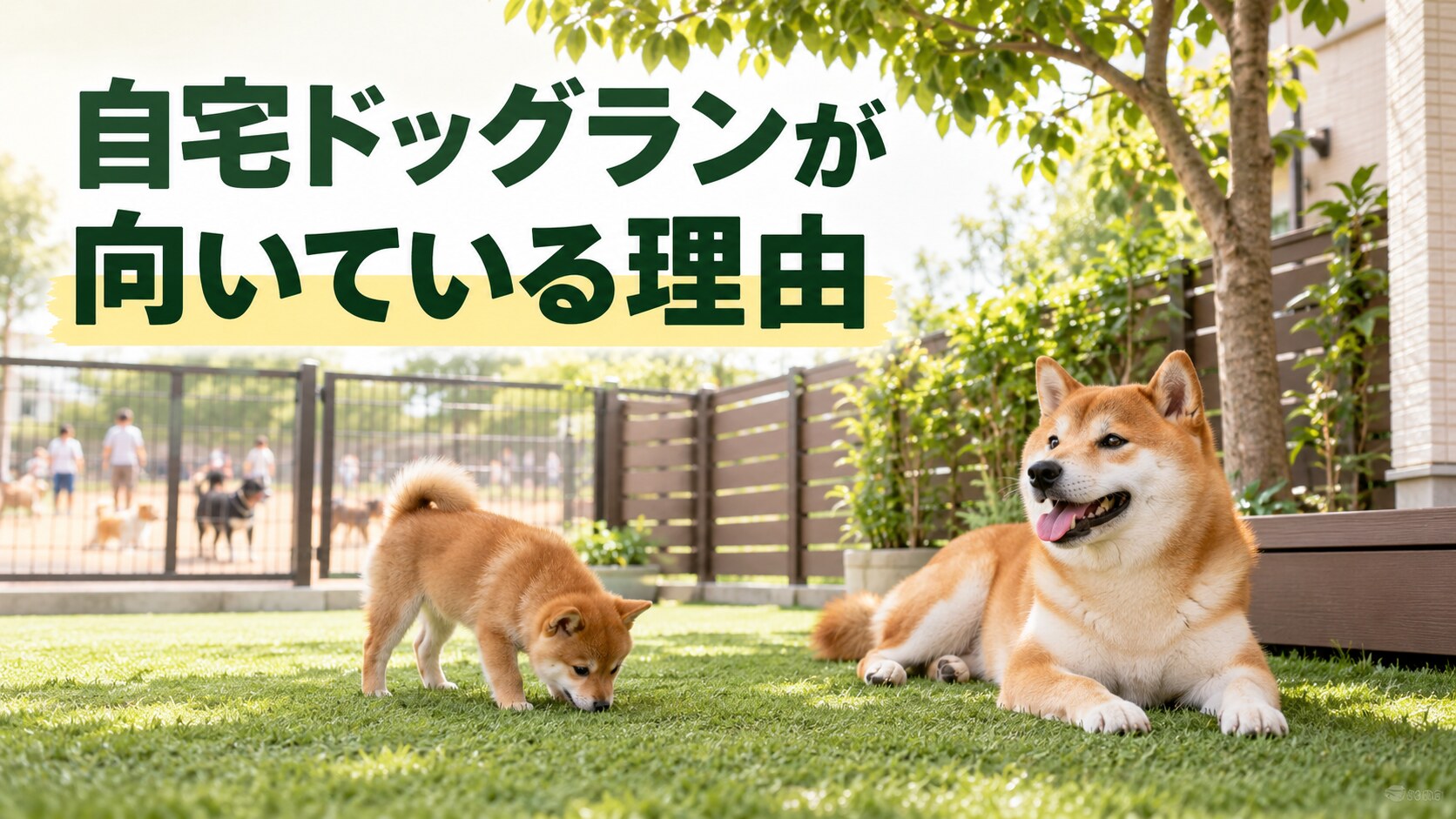 自宅の庭で匂いを嗅いだり休んだりする柴犬と豆柴