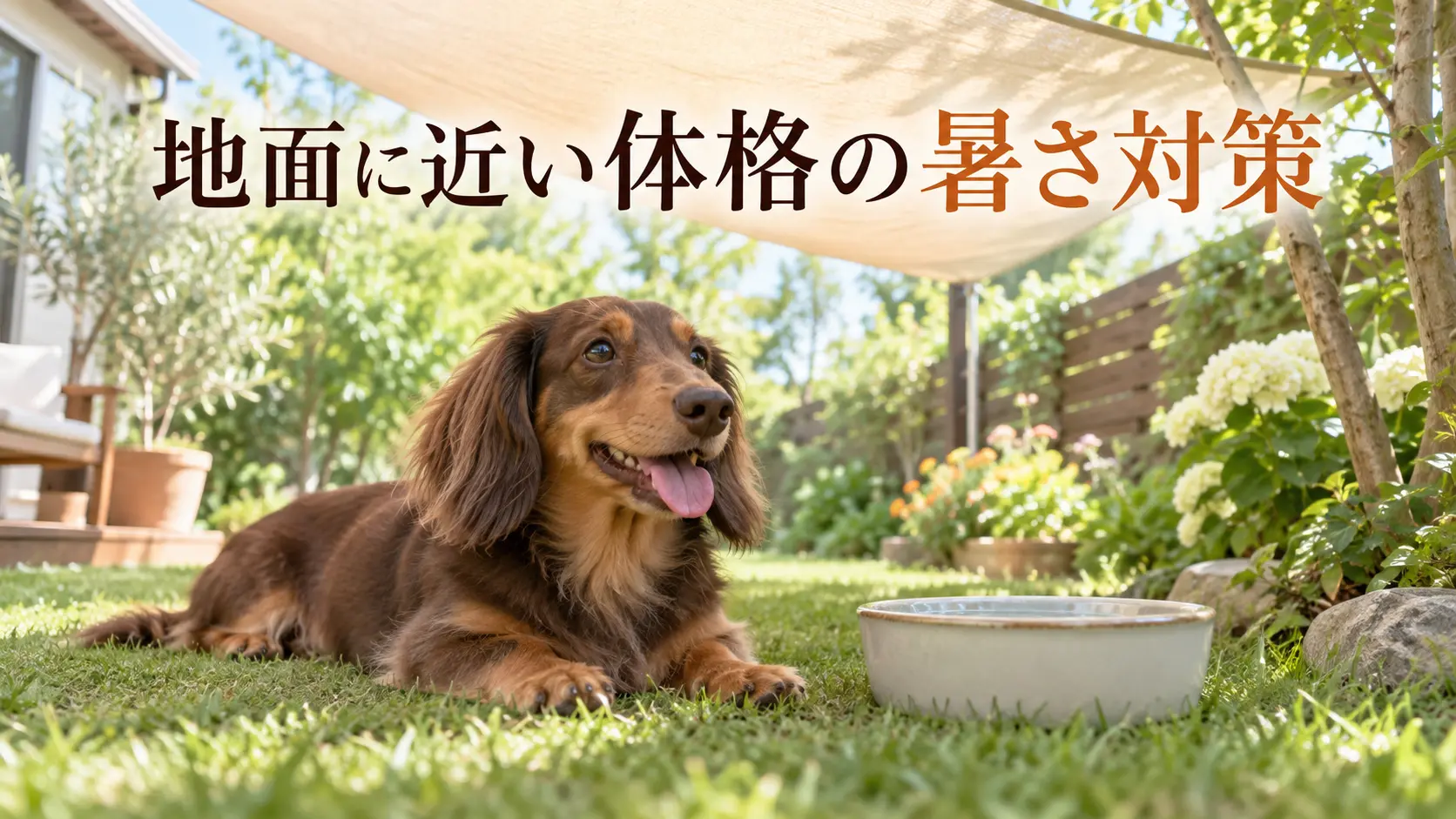 シェードの日陰で水飲み場のそばに休むミニチュアダックスフンド