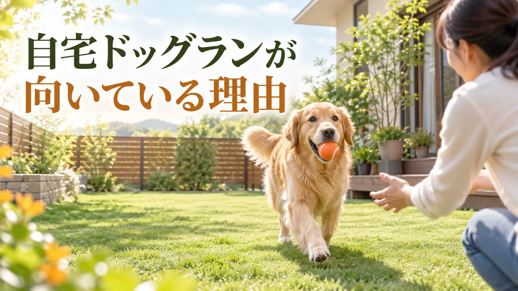 自宅の庭で飼い主へボールを運ぶゴールデンレトリバー